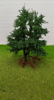 Listnat strom-Such konr12cm