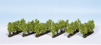 Vinohrad * 24 koreov * 1,6cm