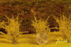 Vysoké Kríky *Zlatý dážď-kvitn
