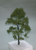 53/008 Listnatý strom *12cm*
